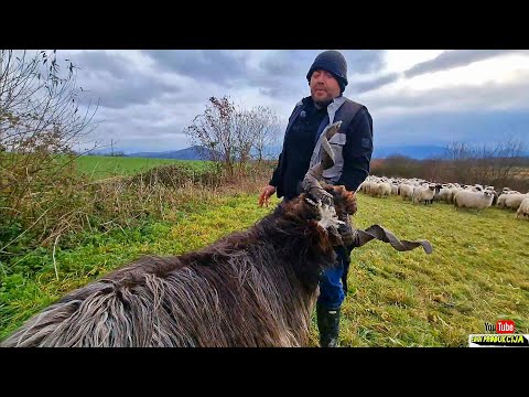 Vahid uzgaja najbolje ovnove , nema cijene za njega