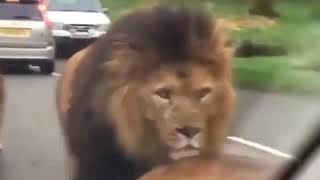 Download lagu Lions on the Road(part 2) | such a whole music 🎶 mp3