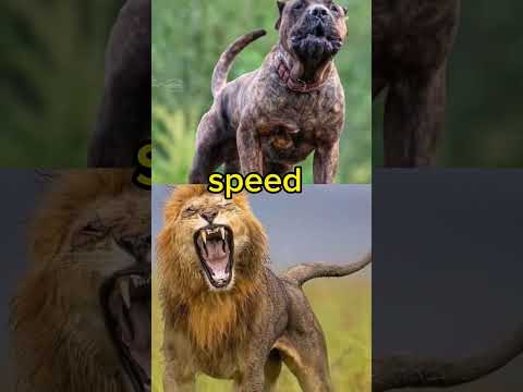 Lion vs pitbull all compare..  winner and you decide #reels #viral #shortsfeed