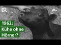 Genetisch hornlose Rinder - im Jahr 1962 eine Sensation | Unser Land | BR