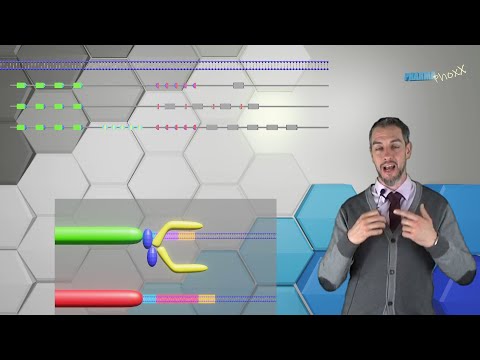 Immunsystem Grundlagen 2.2, Exkurs: DNA-Rekombination. Segmentaler Aufbau Cluster. VDJ-Rekombinase.
