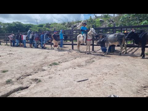 Feira de jucati gado situação de tristeza 