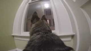 Смотреть онлайн Что делает собака, когда хозяев нет дома: GoPro