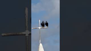 Dupla de Urubu preto descansa em lugar santo! #aves