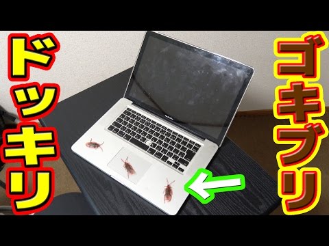 パソコン開いたらゴキブリいるドッキリ！【ドッキリ】 Video