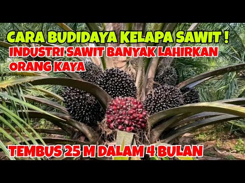 HOW TO CULTIVATE PALM OIL || PALM OIL INDUSTRY PRODUCES MANY RICH PEOPLE, REACHING 25 M IN 4 MONTHS!
