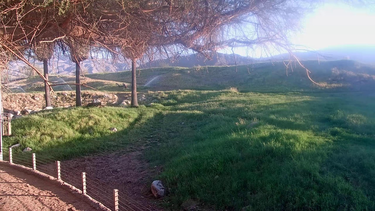 Live webcam view of Giraffes at The Living Desert Zoo