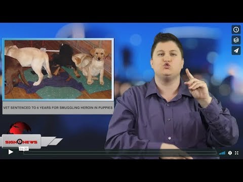 Vet sentenced to 6 years for smuggling heroin in puppies (ASL - 2.8.19)