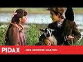 Pidax - Der geheime Garten (1987, Alan Grint)