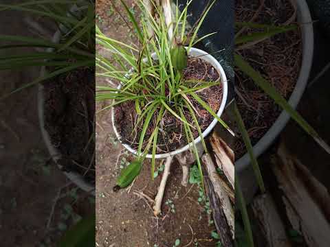 蘭を活性化させるアジアの秘訣は何でしょうか？永遠に開花する極東の魔法  庭園