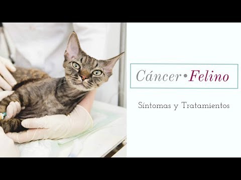 Virus del papiloma gatos