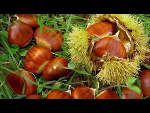 Stagione 2018/2019: L'INIZIO