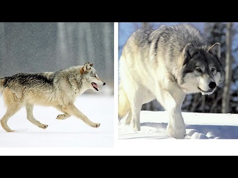 Njerezit qe e Shpetuan Kete Ujk Ndodheshin ne Rrezik te Madh • Fakte Interesante