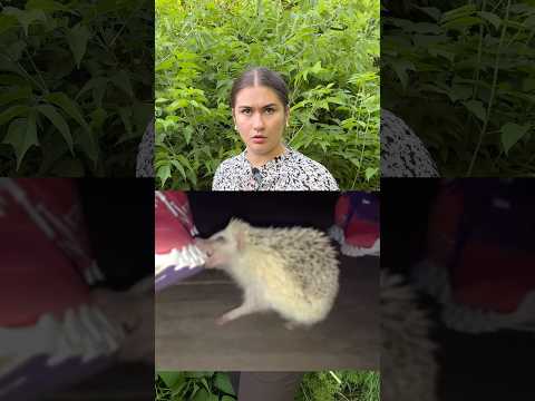 Погодувала їжака