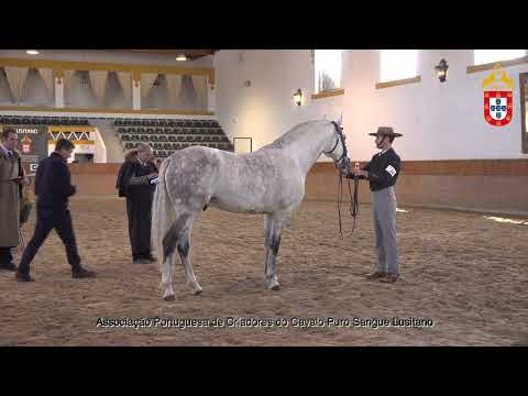 220129 34 Indio - Aprovação de Garanhões