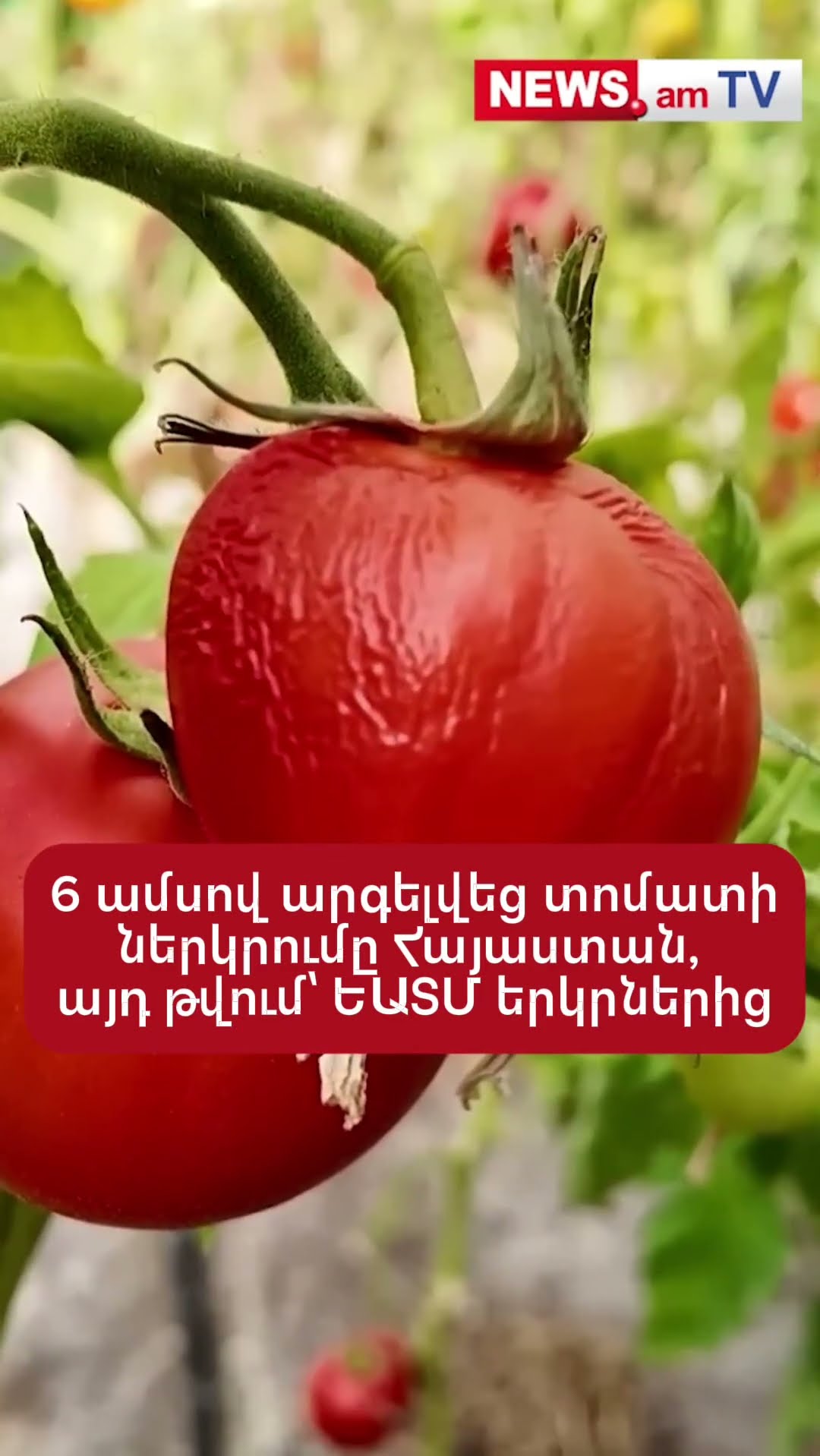 6 ամսով արգելվեց տոմատի ներկրումը Հայաստան, այդ թվում՝ ԵԱՏՄ երկրներից