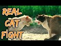 Angry Cats Meowing Loudly Before Fighting Very Loud Cat Fight Meowing Sounds