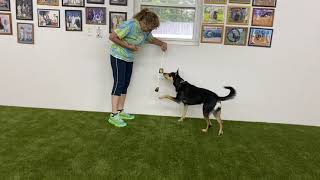 Ringing a bell to get a human to open the door