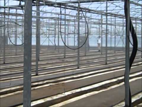 Grow Tomatoes: greenhouse preparation.