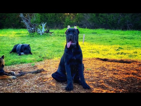 YouTube video about: How to bulk up my cane corso?