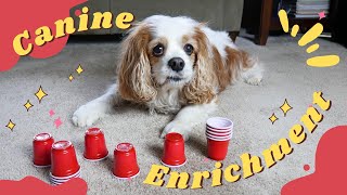 Canine Enrichment Ideas for Dogs 🐶 | 🔴 Indoor DIY Brain Games for Dogs and Puppies