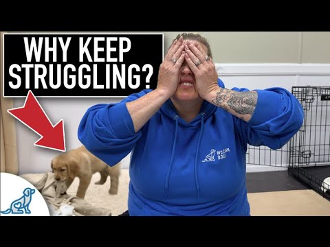 The Puppy Training Manual You Didn't Know You Needed!