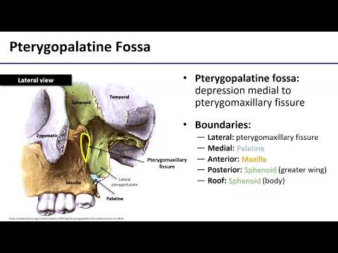 Pterygopalatine Fossa