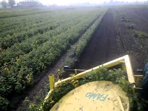 met famo,carpinus plukken in achtmaal