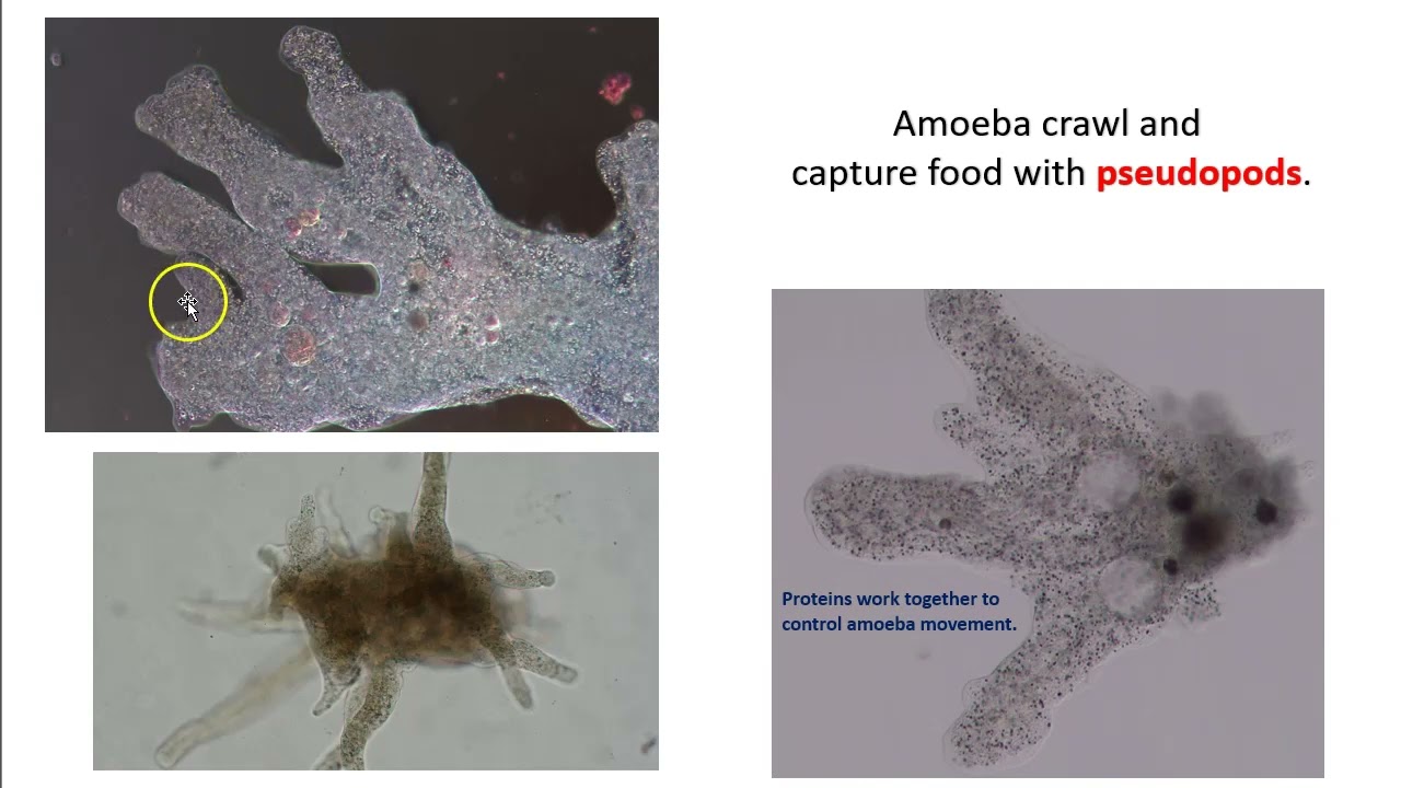 Introduction to Complex Cells