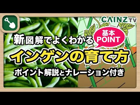 装飾的な食用ランナー豆インゲンマメ栽培シート