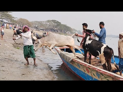 cow unloading, cow videos, cow video, big cow, goru hamba cow, Ept - 146