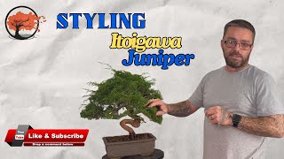 How To Style & Wire Itoigawa Juniper Bonsai