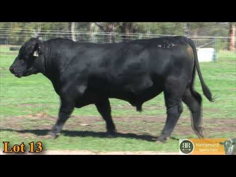 Lot 13 Minnamurra Norman N127