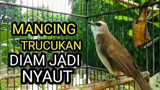 Download lagu Suara burung trucukan gacor memanggil lawan pancingan trucuk betina memanggil jantan agar bunyi mp3 Download lagu Suara burung trucukan gacor memanggil lawan pancingan trucuk betina memanggil jantan agar bunyi mp3