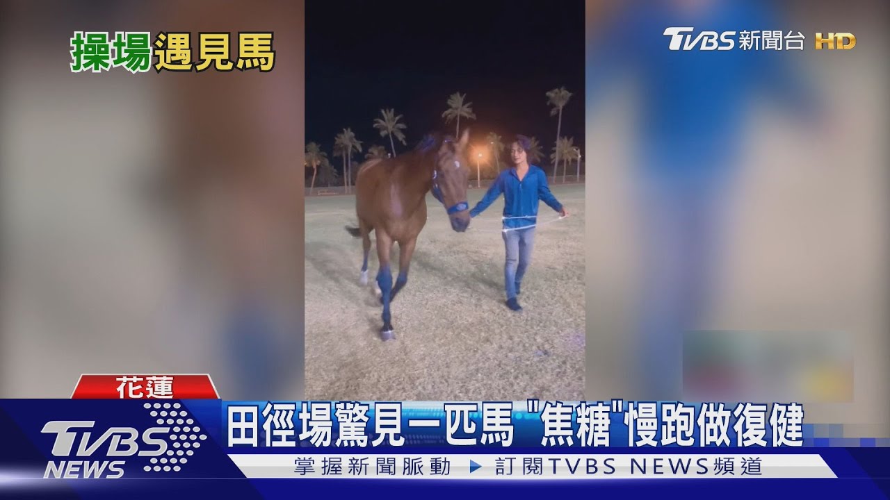 四腳選手進場! 田徑場驚見一匹馬 「焦糖」慢跑做復健