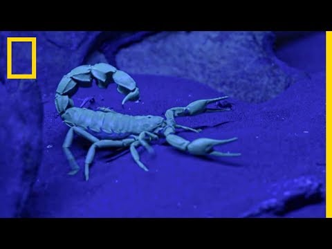 Ce scorpion est l'un des plus mortels au monde