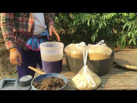 เล็บโรคสะเก็ดเงิน การรักษา Tianshi กลาก