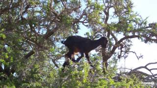 Undefiled Wisdom: Journey to the Goat Tree. 07.Journey of the Goat