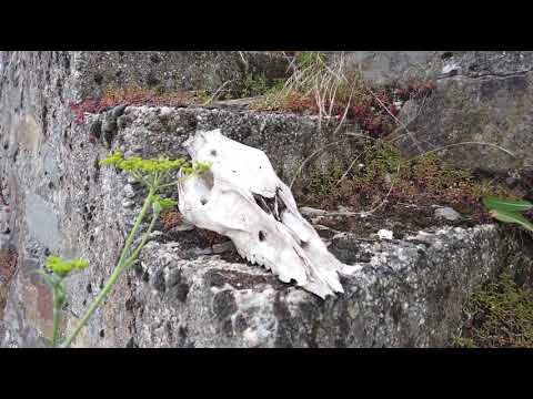 Wanderung - Moselsteig Etappe 15 - Zell nach Neef
