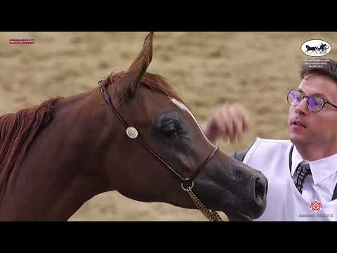 Doha International Arabian Horse Show 2023   Classe 2B