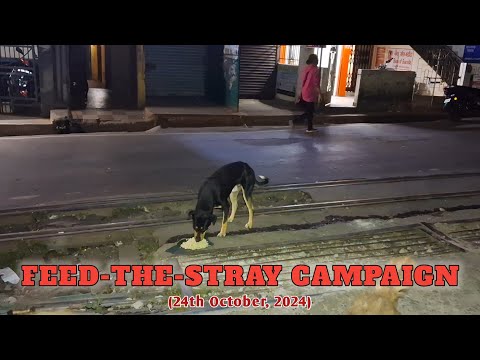 Feed-the-Stray Campaign (24th October, 2024) | @supportvoiceless