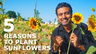 Why You Should ALWAYS Plant Sunflowers in Your Garden