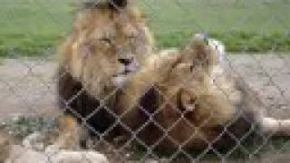 preview picture of video 'second visit to monarto for lion feeding'