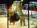 Alex Lacey Lets Tiger Jump Tiger And Lion
