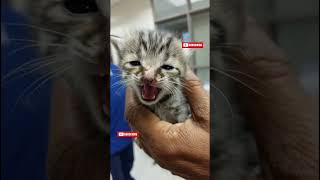 Download lagu Tulis ‘Amin’ kalau kamu peduli” #kucing #cat #kucinglucu #cute #catshorts #foryou #cats #kitty #cute mp3