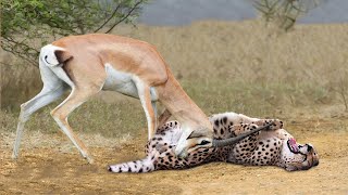 OMG! Gazelle Knock Down Herd Cheetah With Their Horns To Rescue His Baby - Lions vs Buffalo