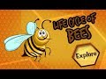 Life Cycle of a Honey Bee (FOR KIDS)