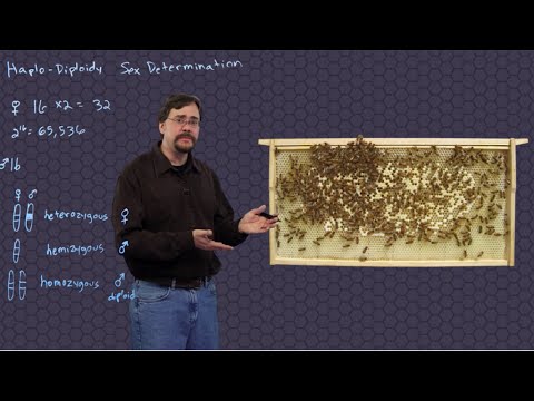 Haplo-Diploidy Honey Bee Genetics