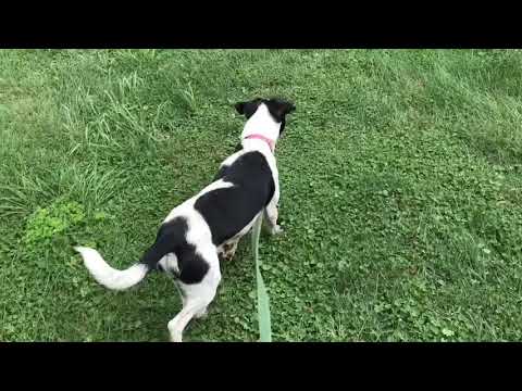 Buddy, an adopted Beagle Mix in Kittanning, PA_image-1