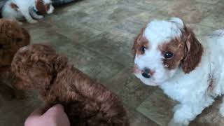 Video preview image #1 Poodle (Miniature) Puppy For Sale in NEW HOLLAND, PA, USA